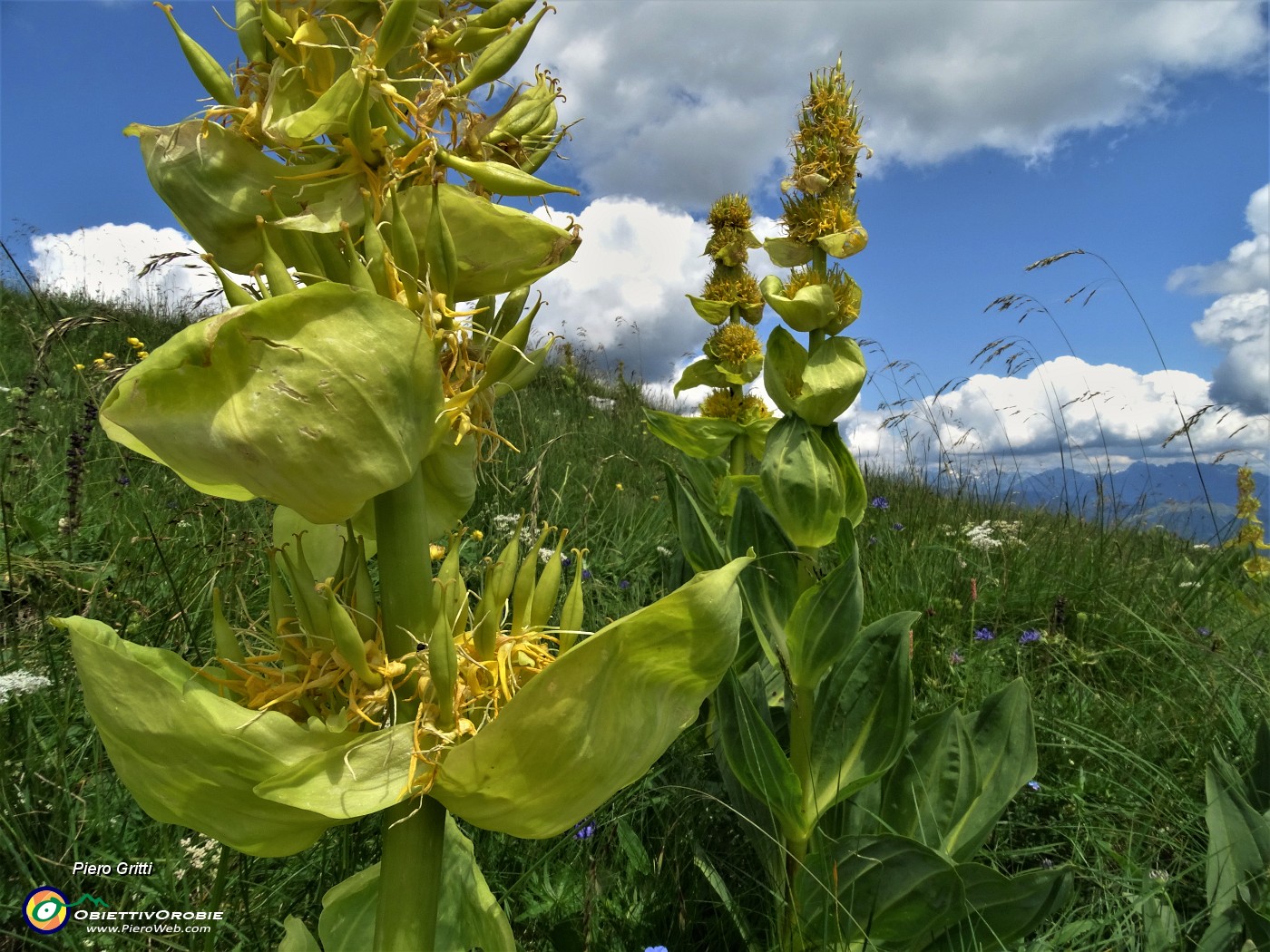 73 Genziana gialla (Gentiana lutea).JPG